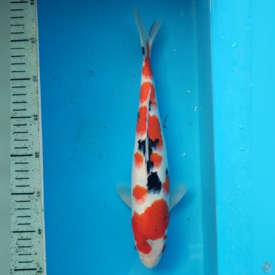 SANKE 32cm female