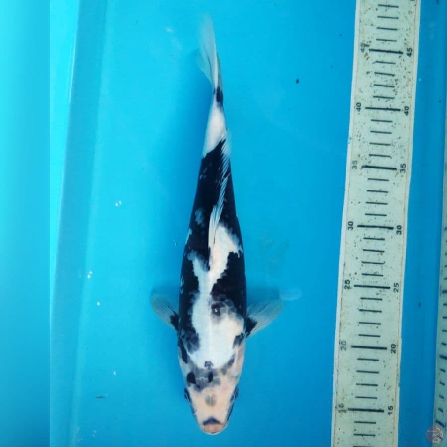 SHIRO 32cm female