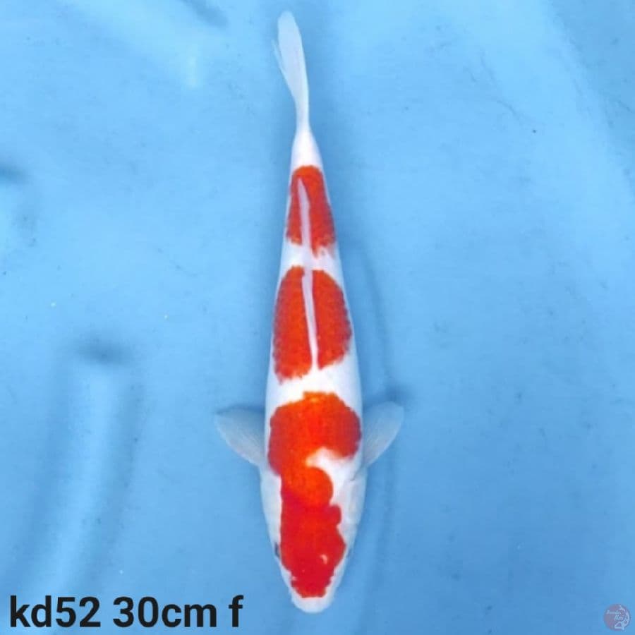 kohaku pola bagus