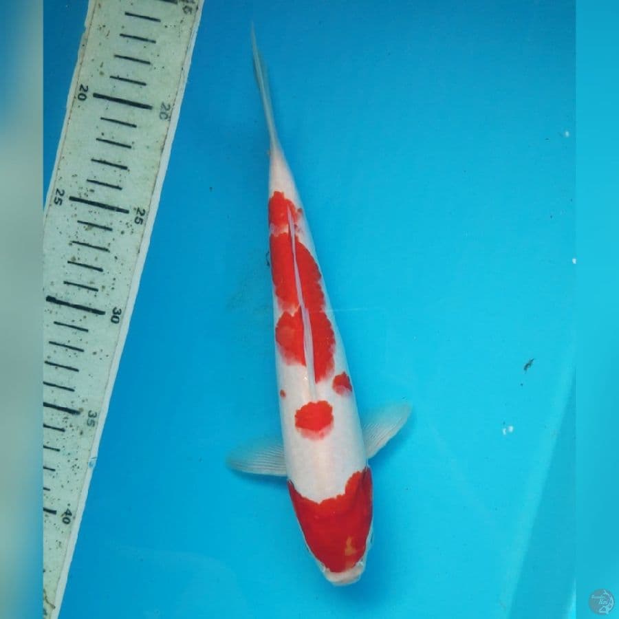 KOHAKU 25CM