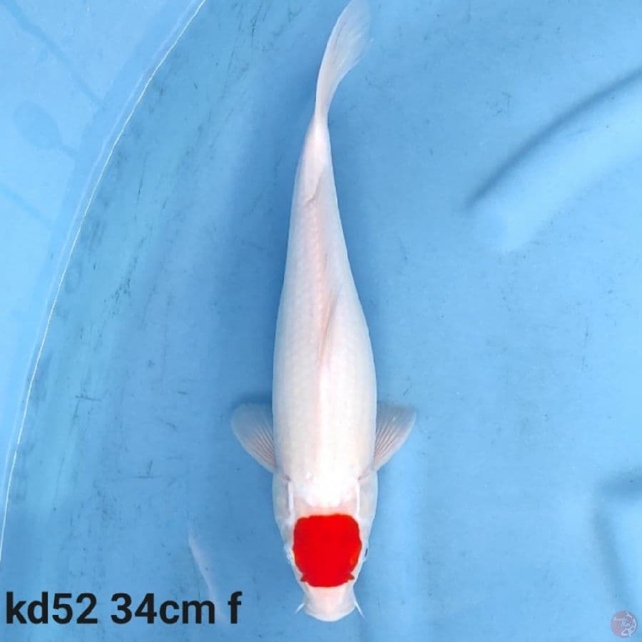 Tancho kohaku joss