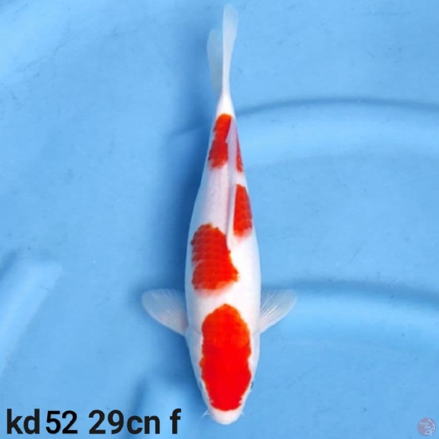 kohaku original hot