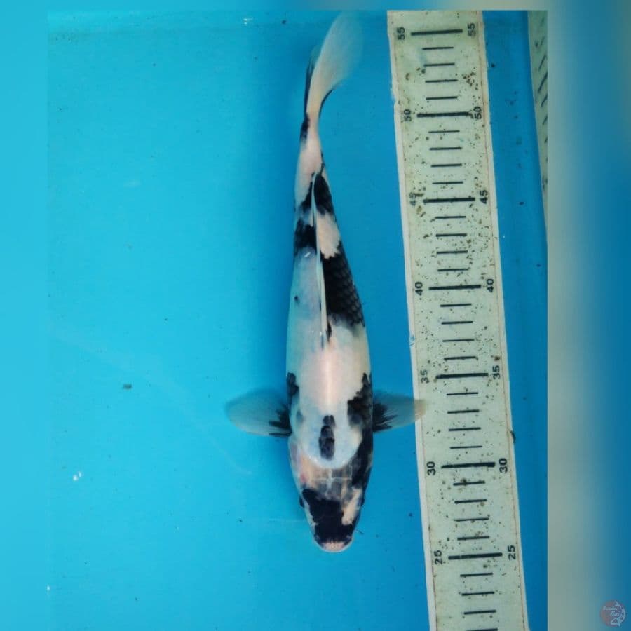 SHIRO 27CM