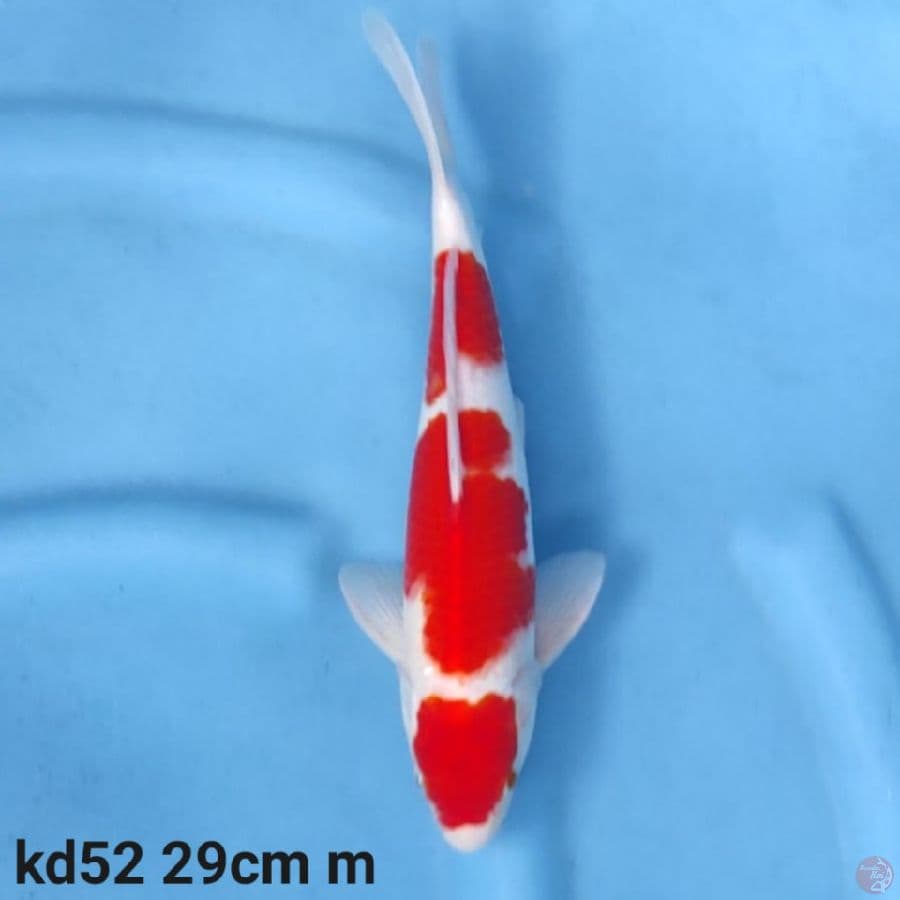 maruten kohaku 