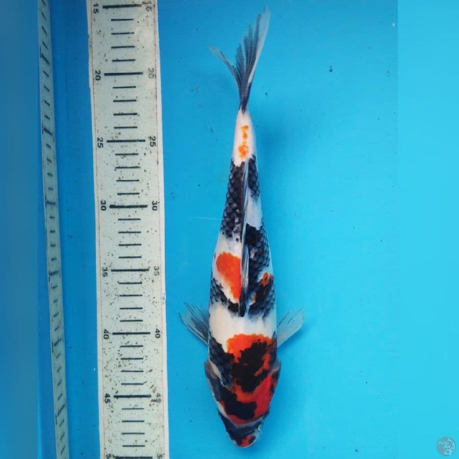 SHOWA 30cm female