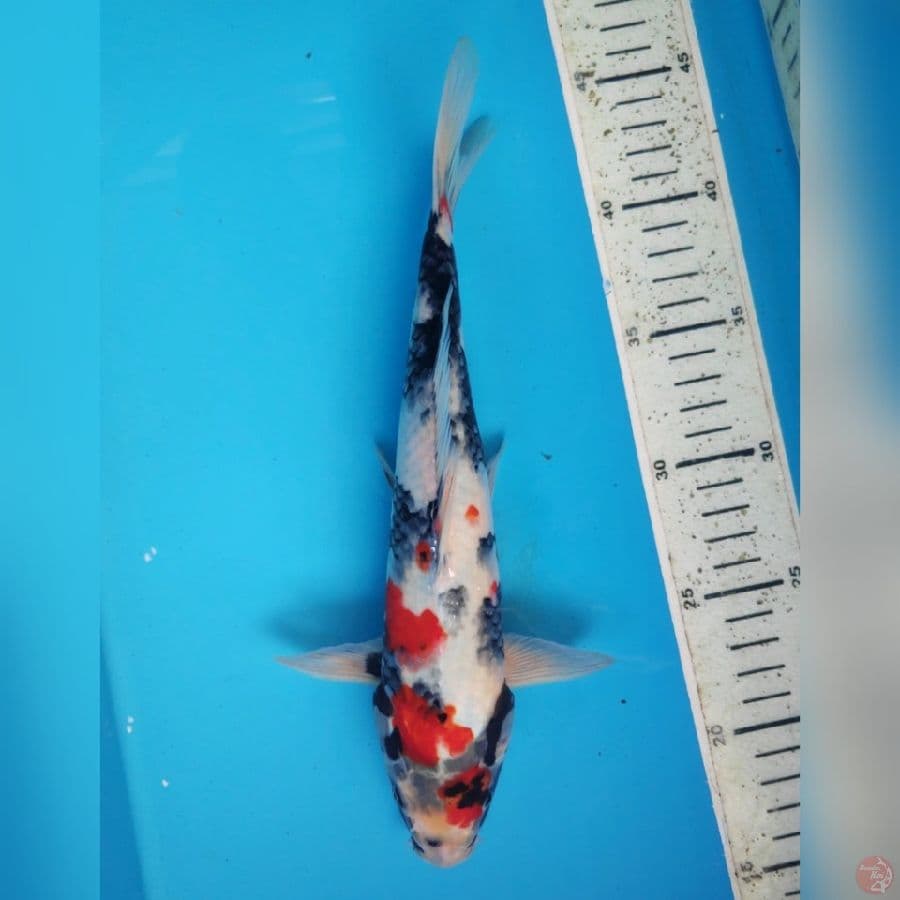 SHOWA 28cm