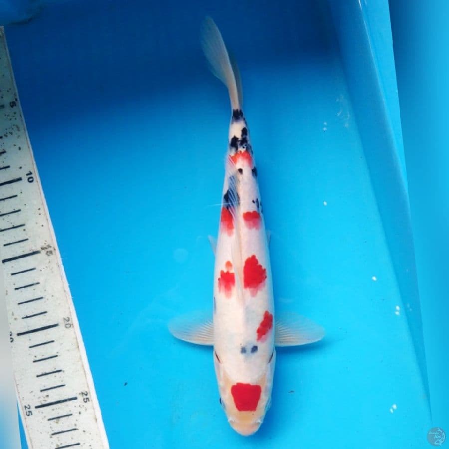 MARUTEN SANKE 25 cm