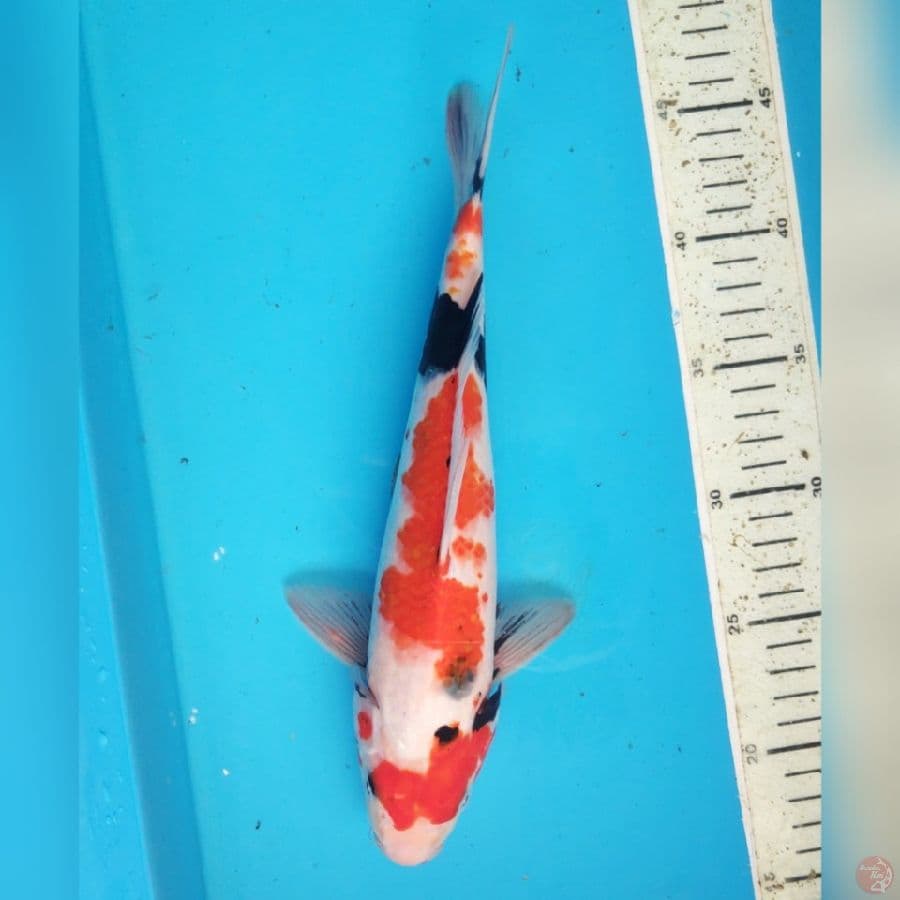 SHOWA 30cm male