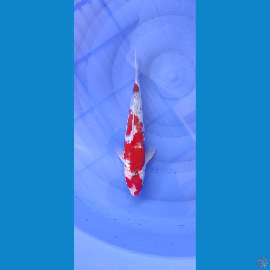 goshiki 29cm