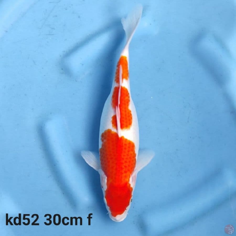 kohaku 30cm