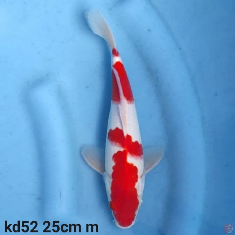red kohaku 25cm