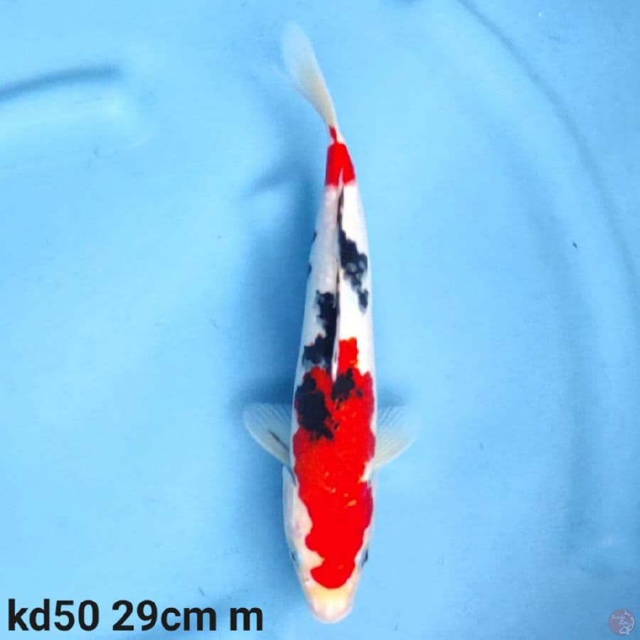 Taisho sanke 29cm