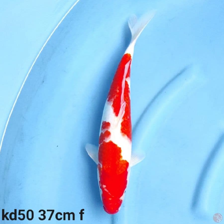 kohaku 37cm