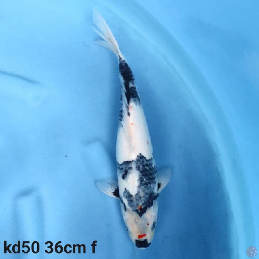 kage shiro f1 36cm