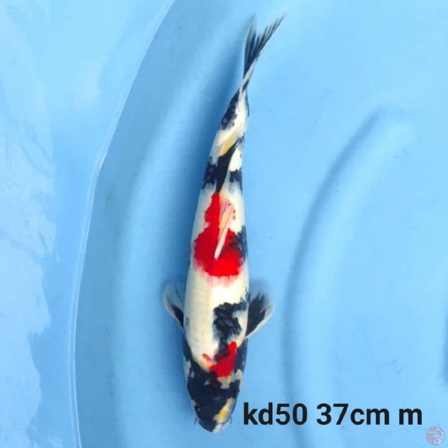 red kindai showa 37cm