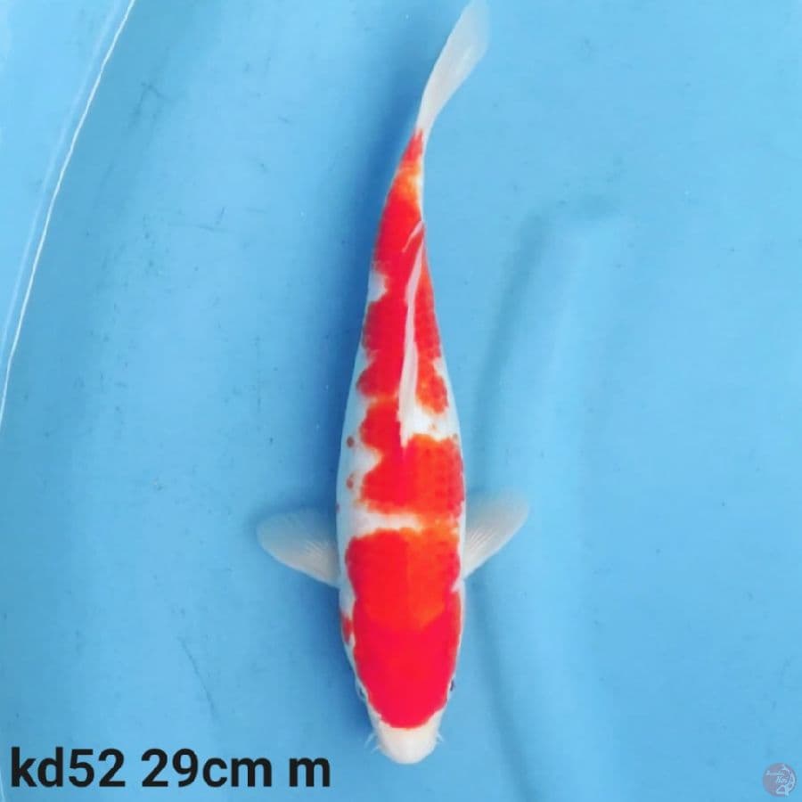 kohaku 29cm
