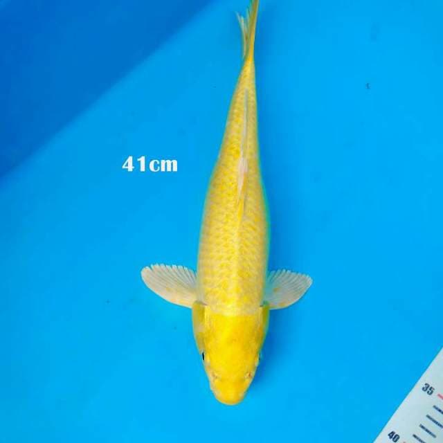 Ogon 41 cm betina