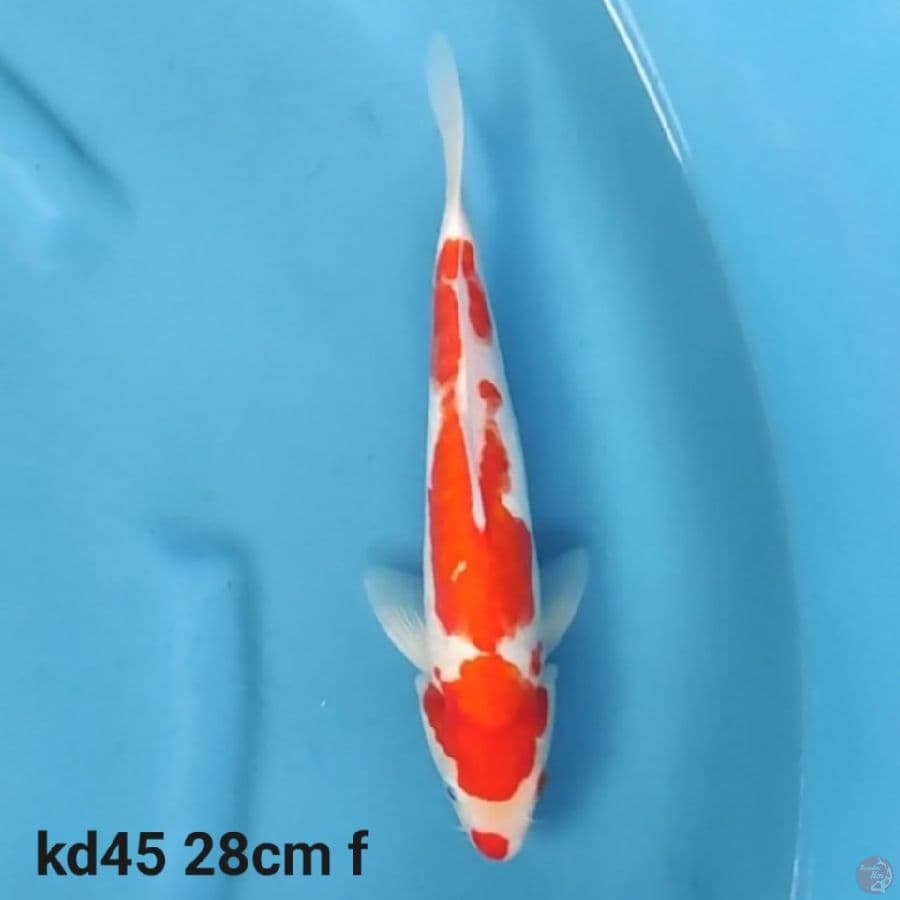 doitsu kohaku 28cm