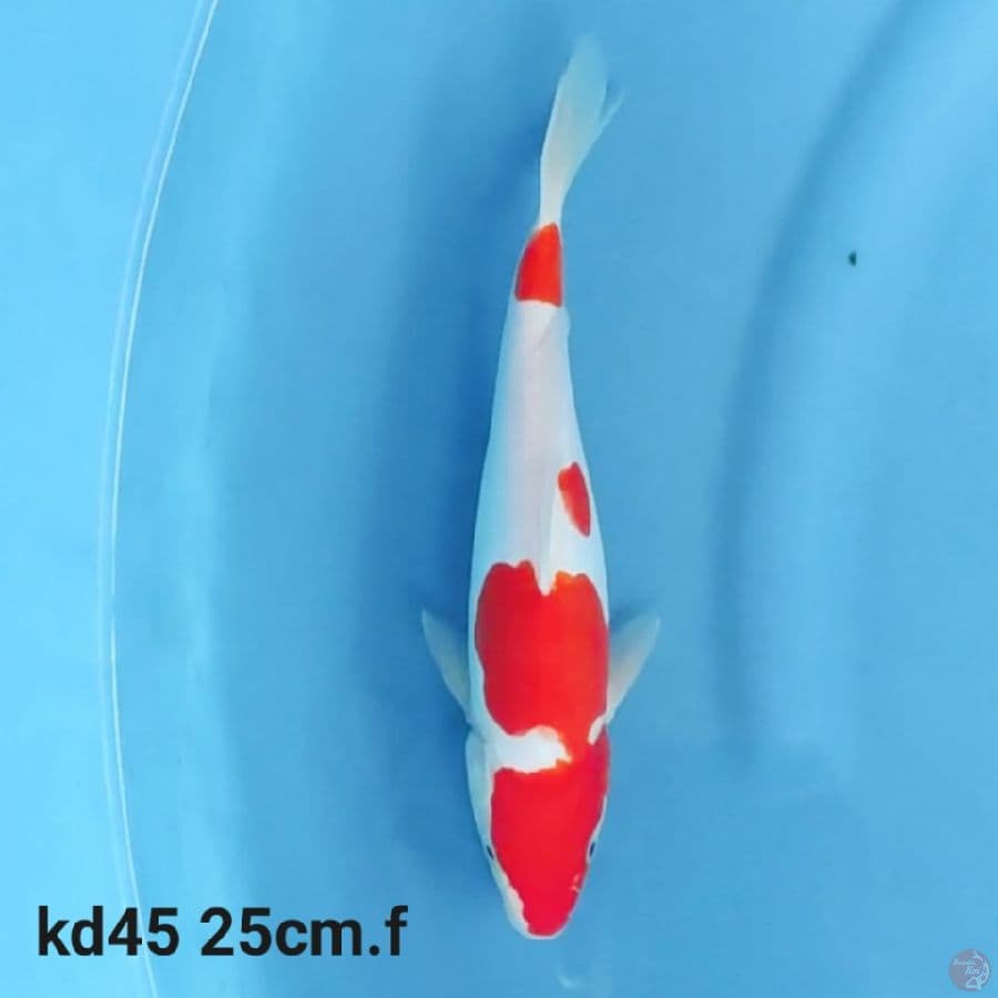 doitsu kohaku 25cm