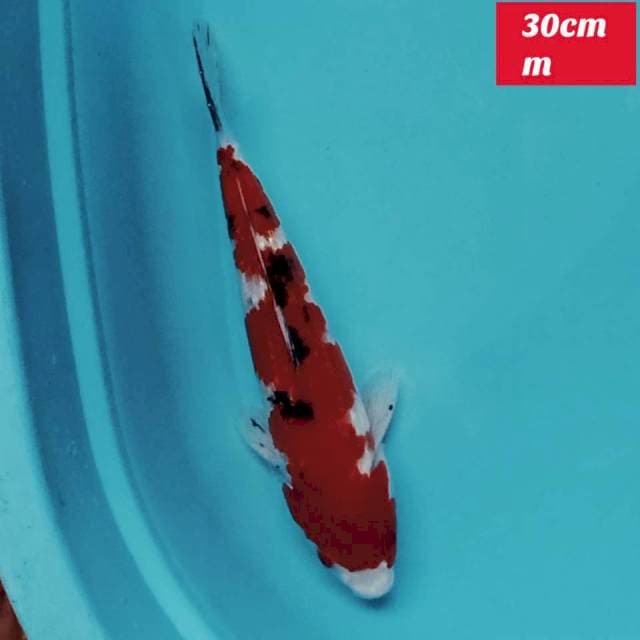 Sanke ginrin 30cm