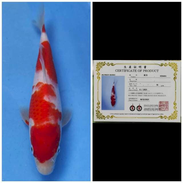 Ogata Kohaku