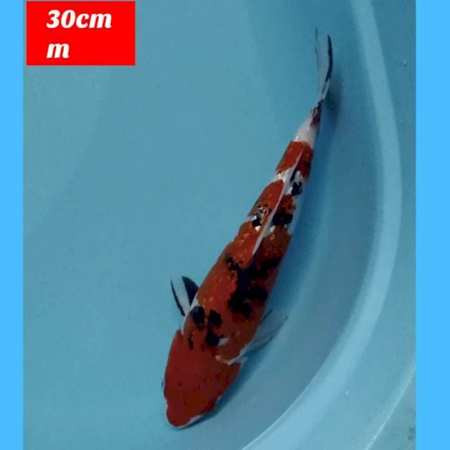 Sanke ginrin 30cm