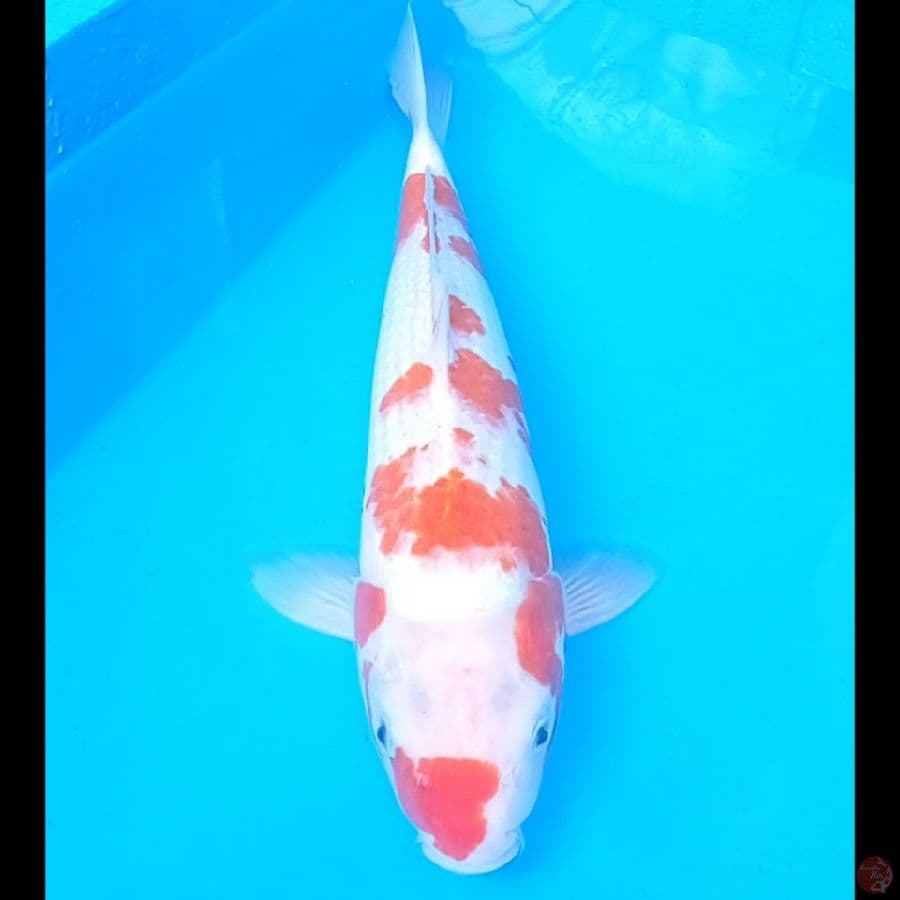 Kohaku 37cm male