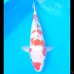 Kohaku 37cm male