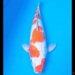 Khaku 37 cm, male