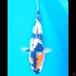 Showa 35 cm, male