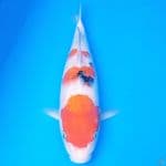 Sanke 36 cm, male