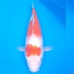 Kohaku 39 cm, male
