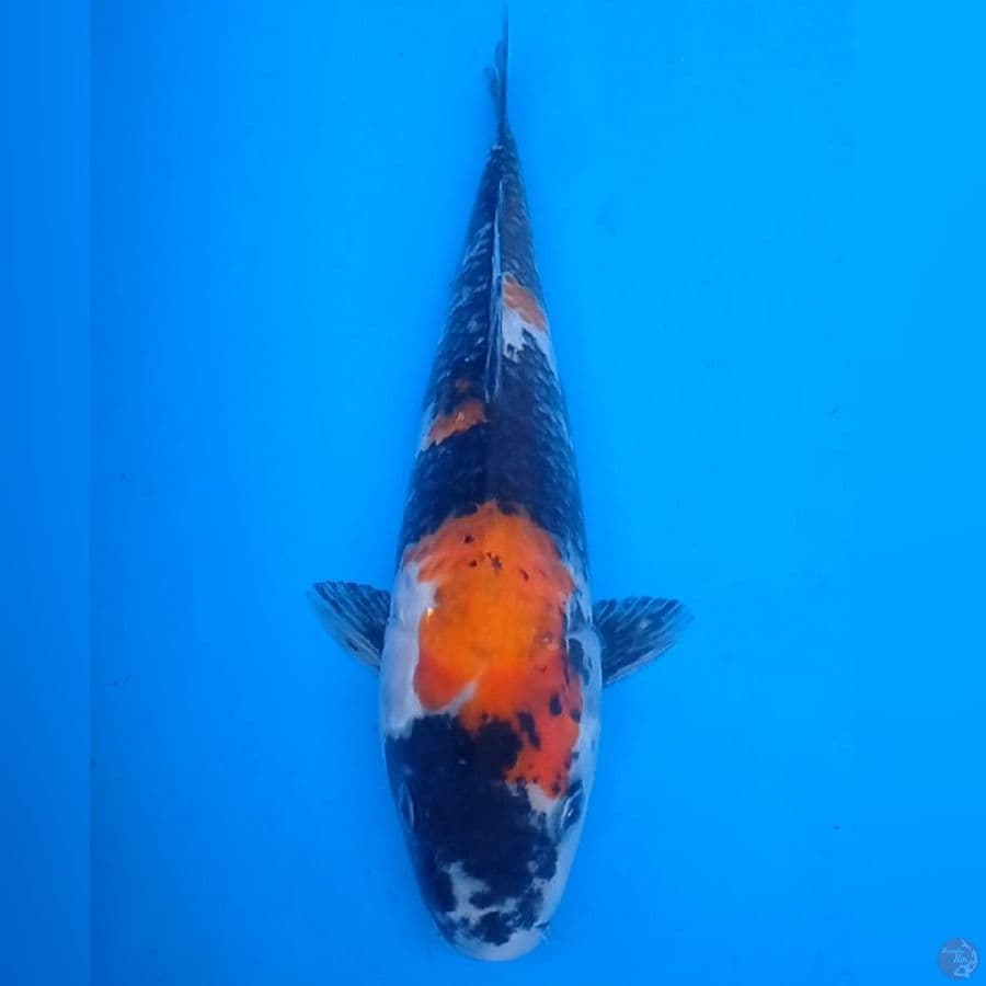 Showa 31 cm, male