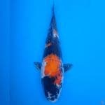 Showa 31 cm, male