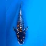 Kikokuryu 30 cm, male