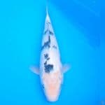 shiro Bekko 30 cm, male