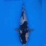 Showa 34 cm, male