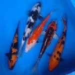 Mix koi  26,30(3 ekr), 32 cm 5 ekr. 