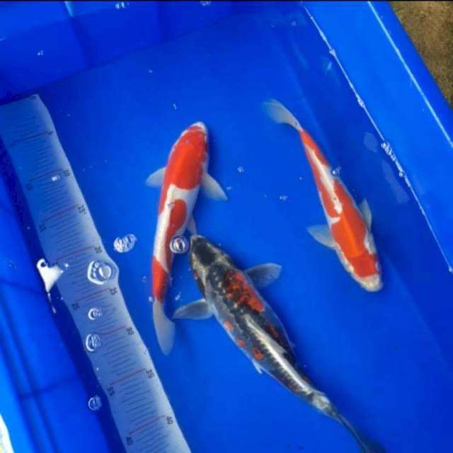 Mix koi