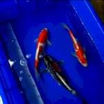 Mix koi