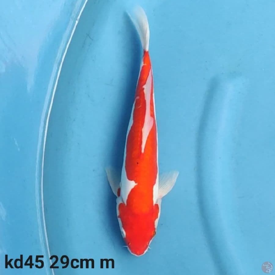 doitsu straight 29cm  