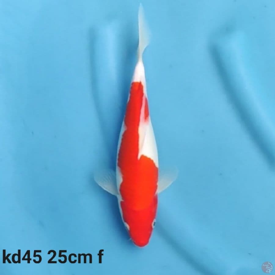 kohaku 25cm