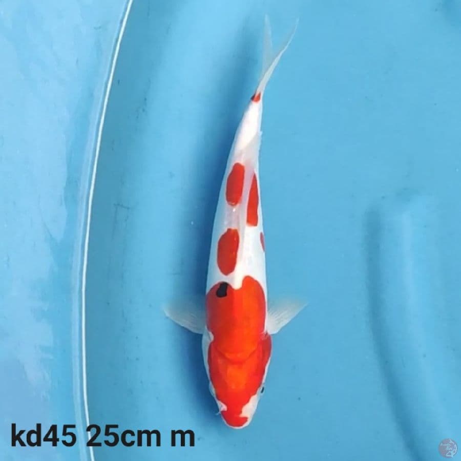 doitsu tategoi 25cm