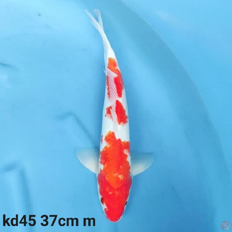 kohaku 37cm