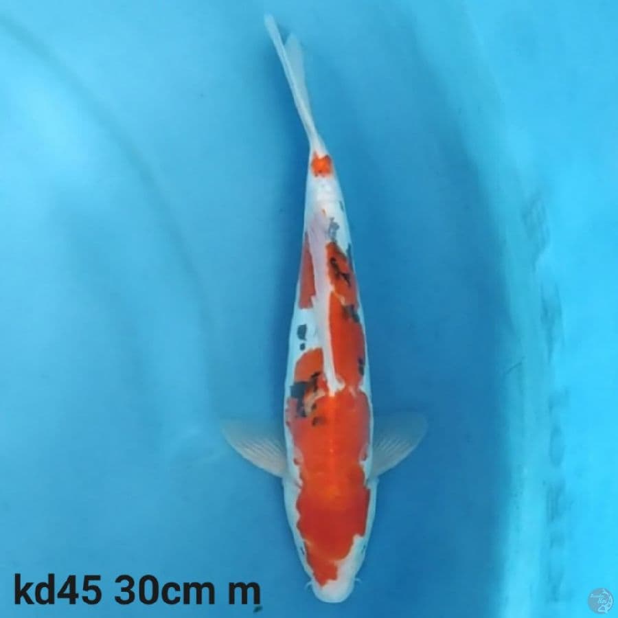 doitsu sanke 30cm
