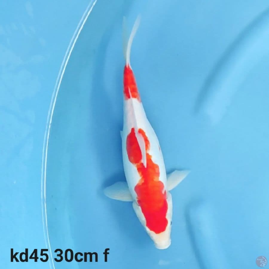 doitsu kohaku 30cm