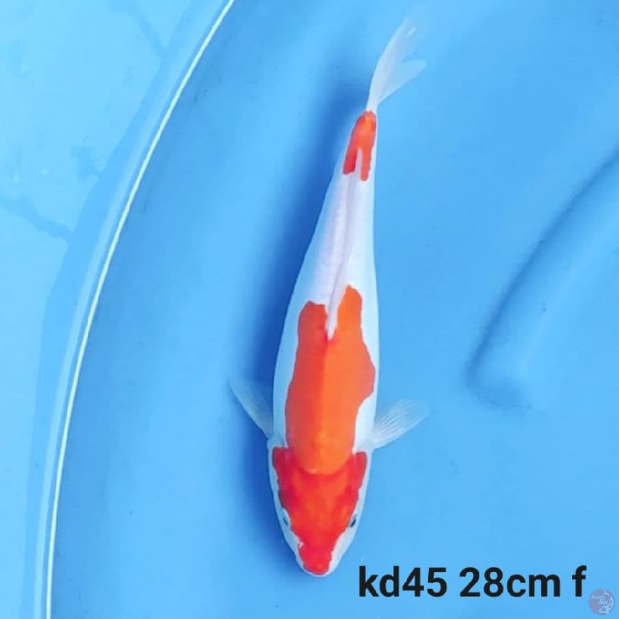 doitsu kohaku