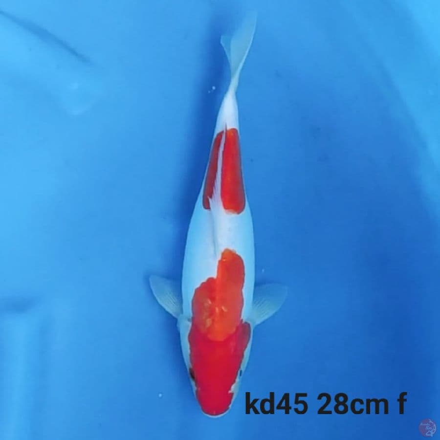 doitsu kohaku 28cm