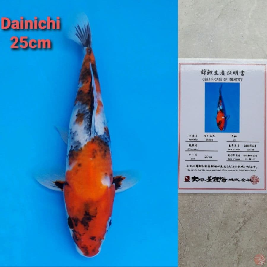 Dainichi Showa Serti
