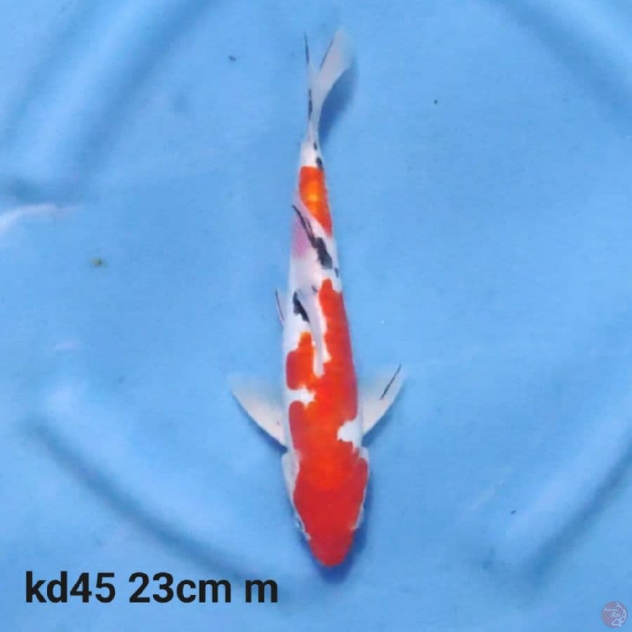 doitsu sanke 23cm